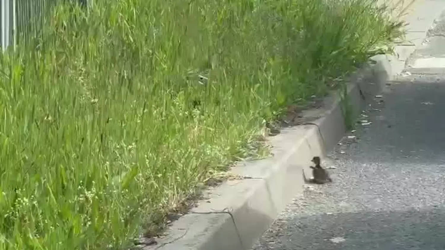 1.mp4