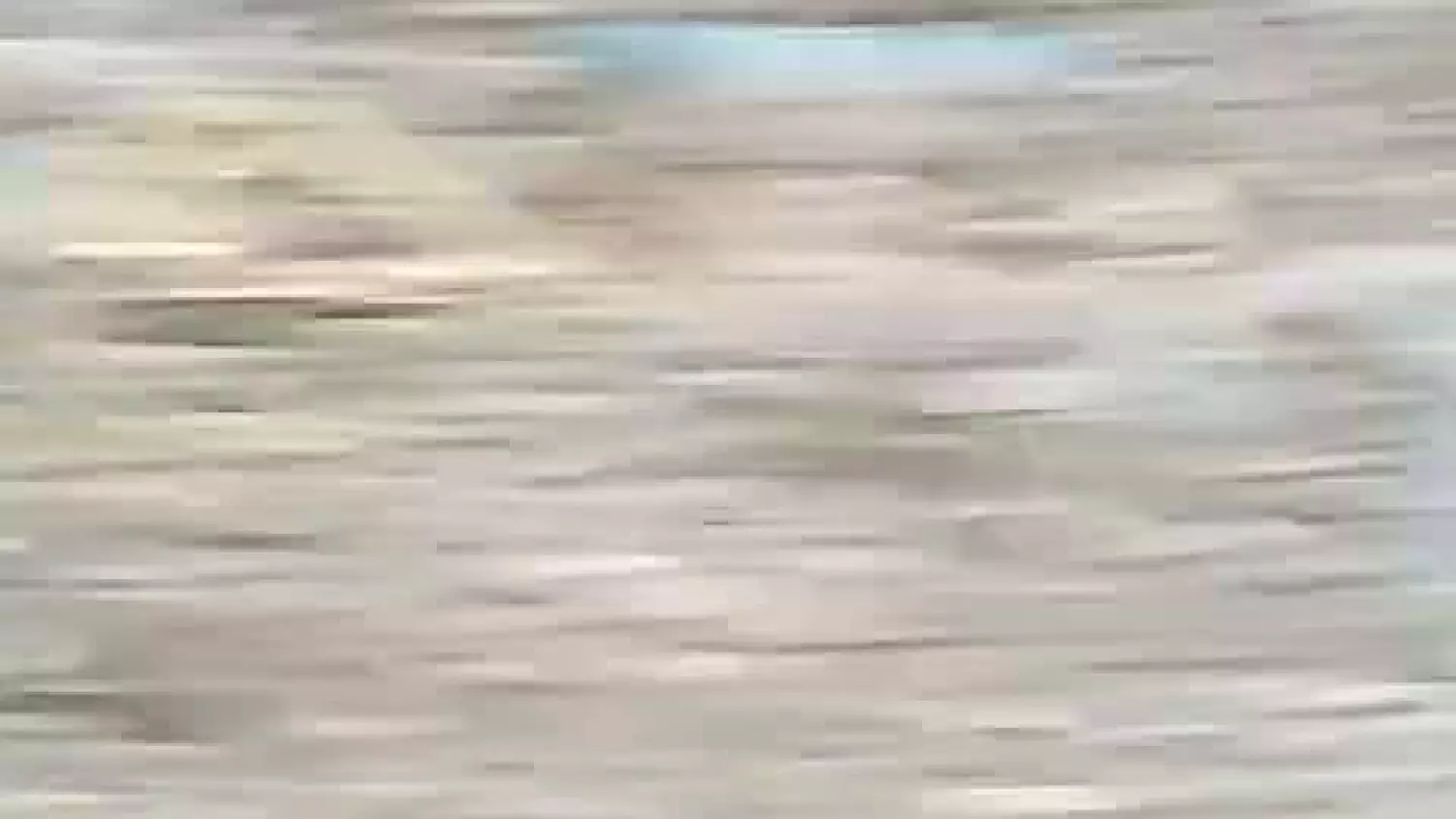 Zwierzę w sidłach. Skutek wyrzucania śmieci